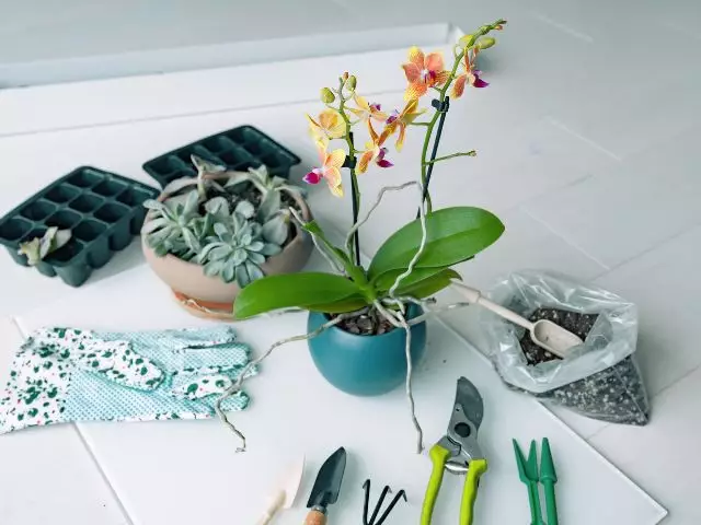 materiais necessarios para fazer muda de orquídea phalaenopsis