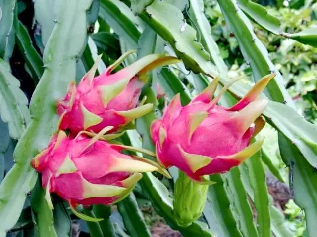 como plantar pitaya em vaso