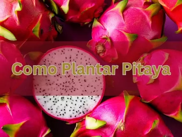 como plantar pitaya guia completo para iniciantes