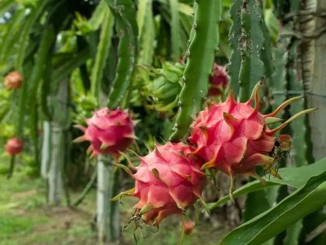 como plantar pitaya no chao
