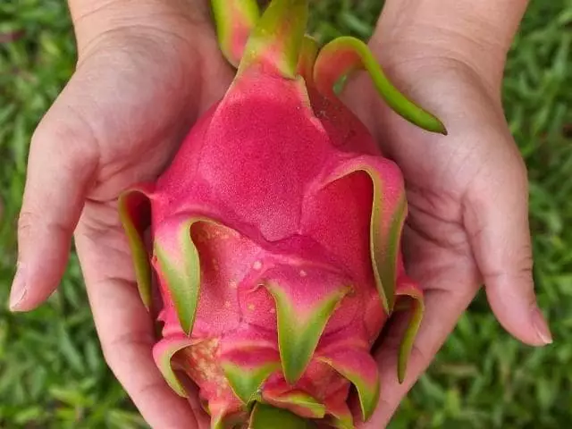 cuidados apos plantio pitaya