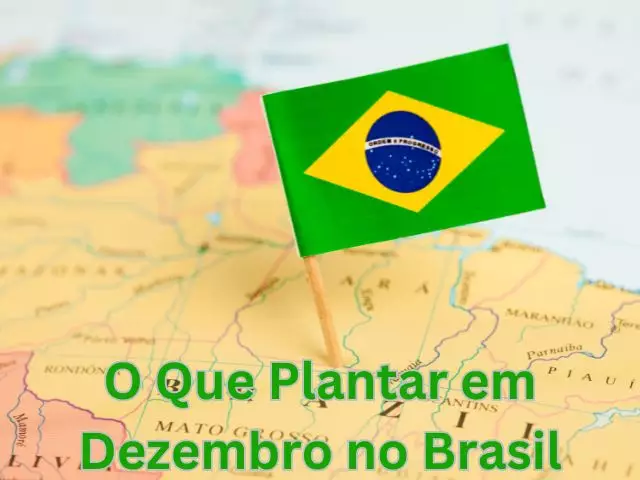 o que plantar em dezembro no brasil