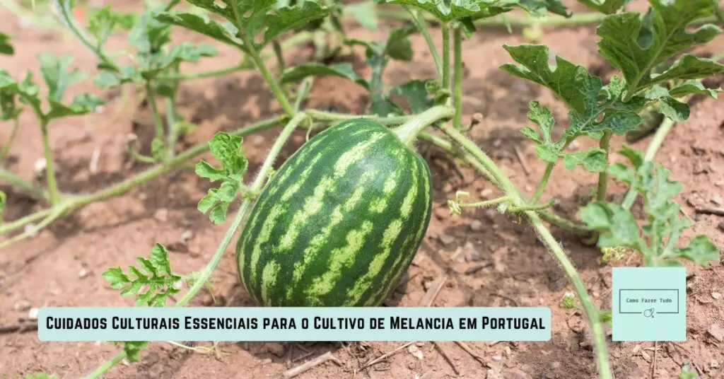 cuidados culturais essenciais para o cultivo de melancia em portugal