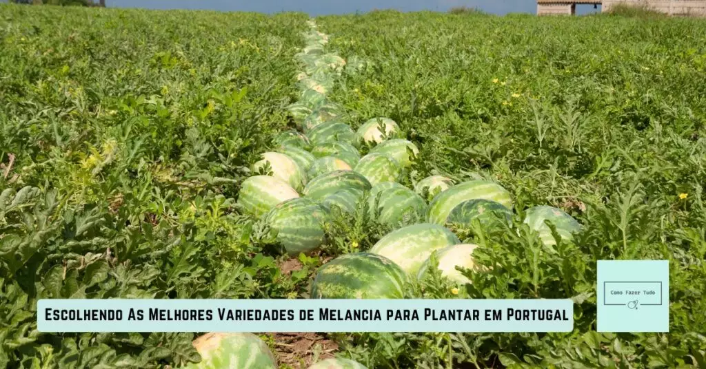 escolhendo as melhores variedades de melancia para plantar em portugal