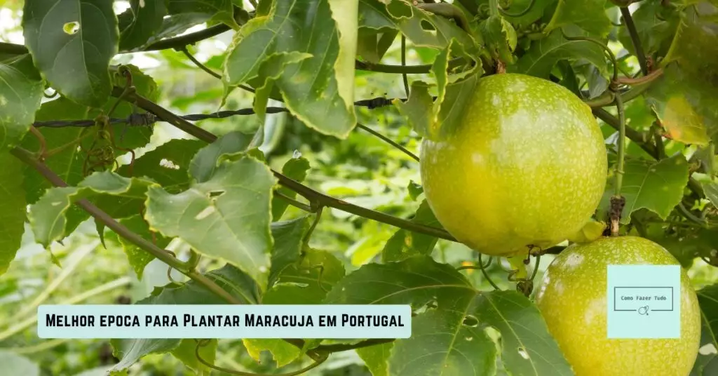 melhor época para plantar maracujá em portugal