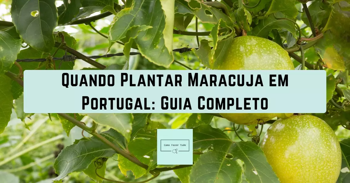 quando plantar maracuja em portugal guia completo