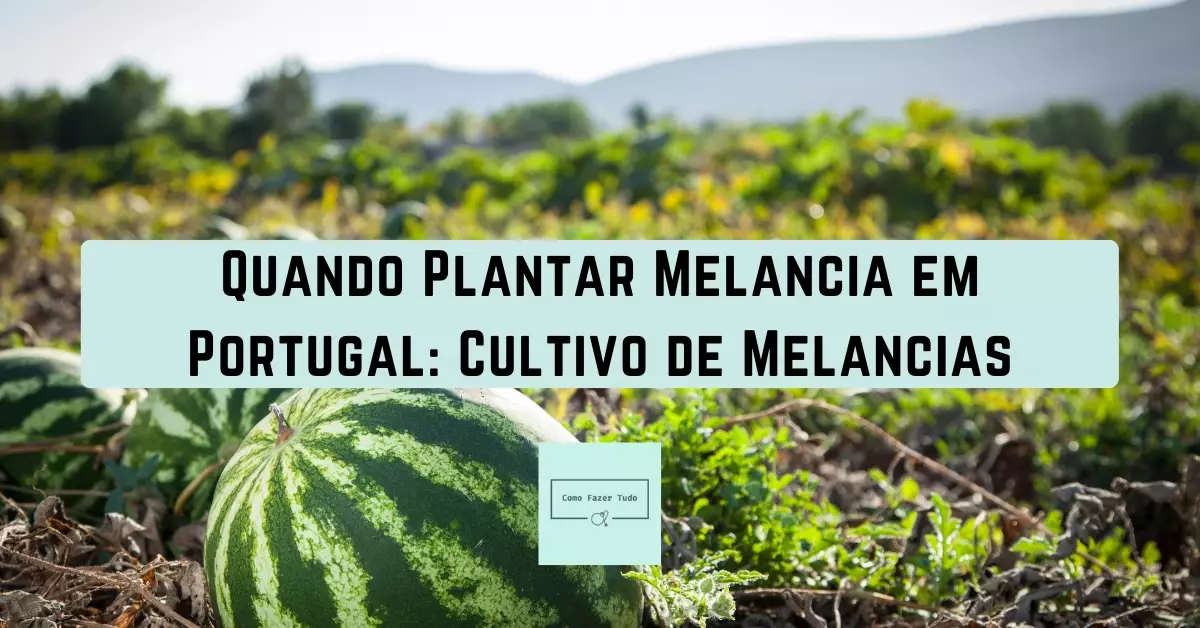 quando plantar melancia em portugal cultivo de melancias