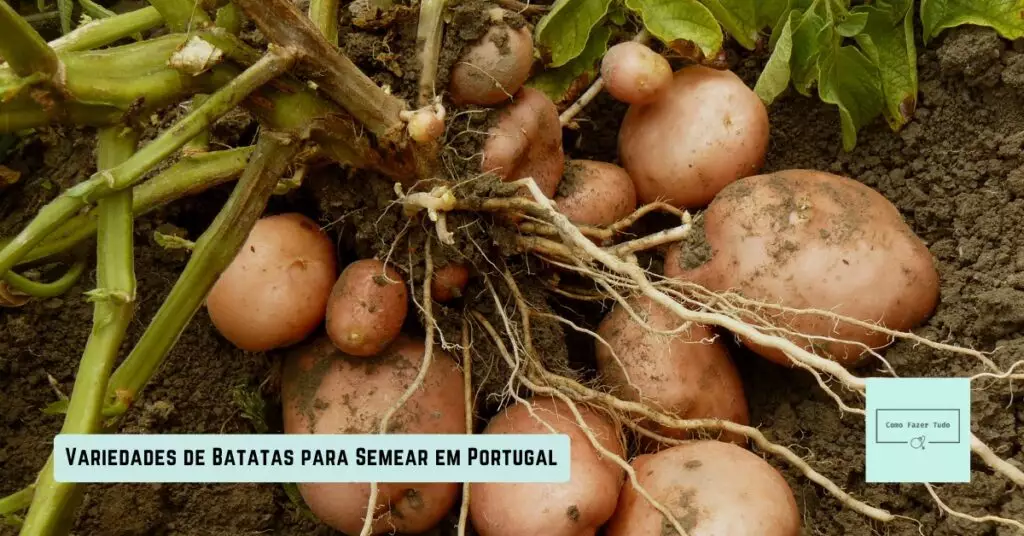 variedades de batatas para semear em portugal