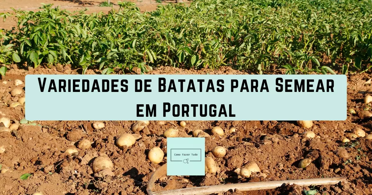 variedades de batatas para semear em portugal guia completo